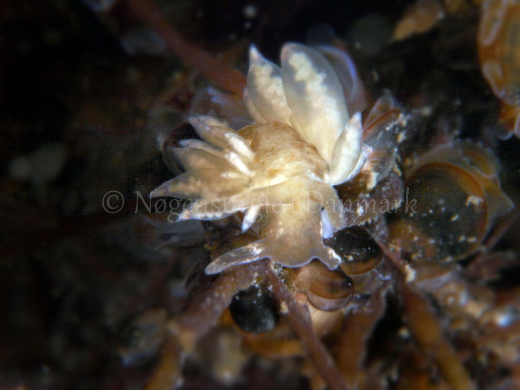 Foto: Martin Allen ....... Eubranchus sp -- www.nudibranchia.dk