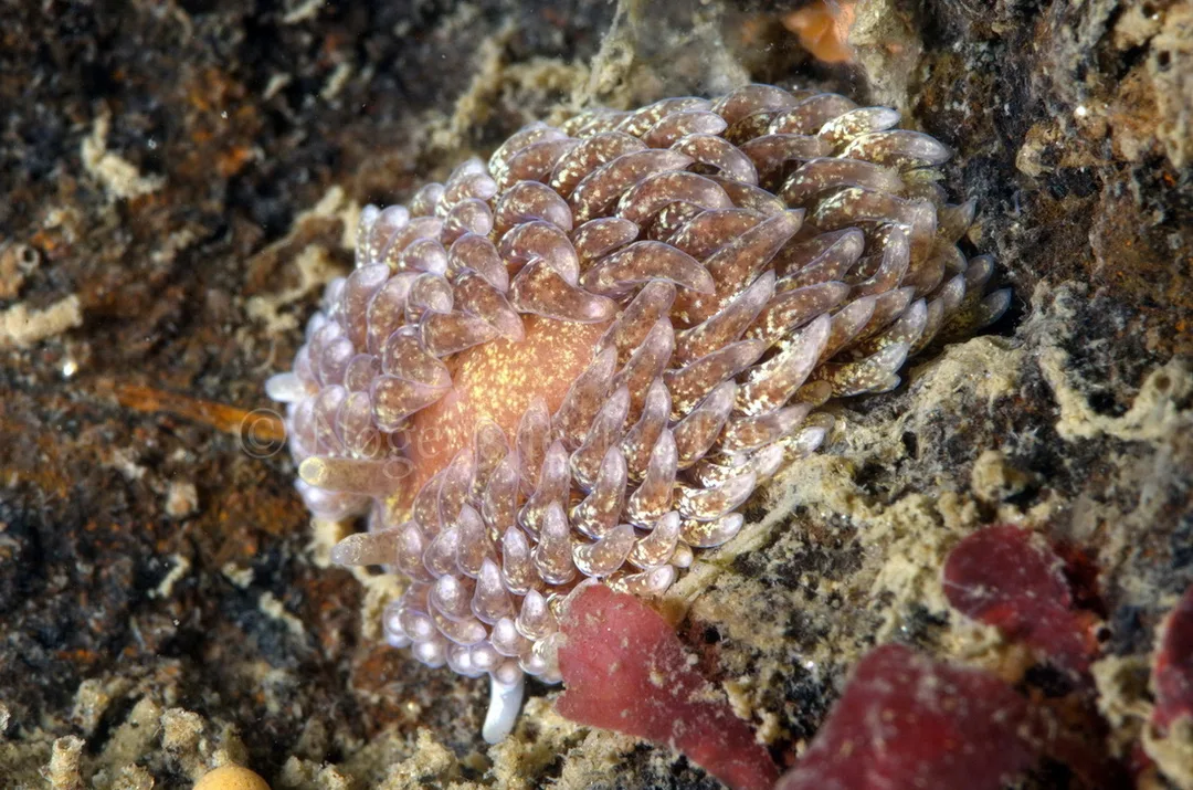 Foto: Jørn Ari ....... Aeolidia papillosa - www.nudibranchia.dk - Nøgensnegle i Danmark