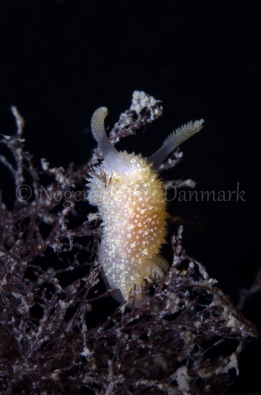 Foto: Jørn Ari....... Acanthodoris pilosa-- www.nudibranchia.dk