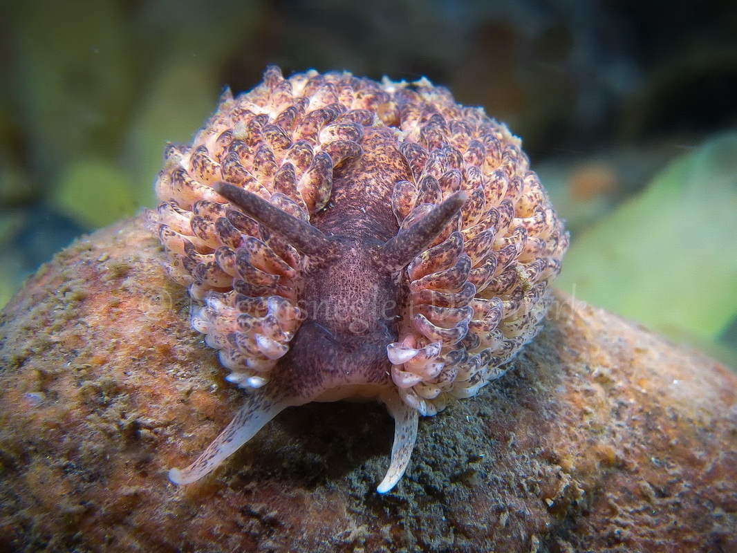 Foto: Claus Neupart....... Aeolidia papillosa -- www.nudibranchia.dk