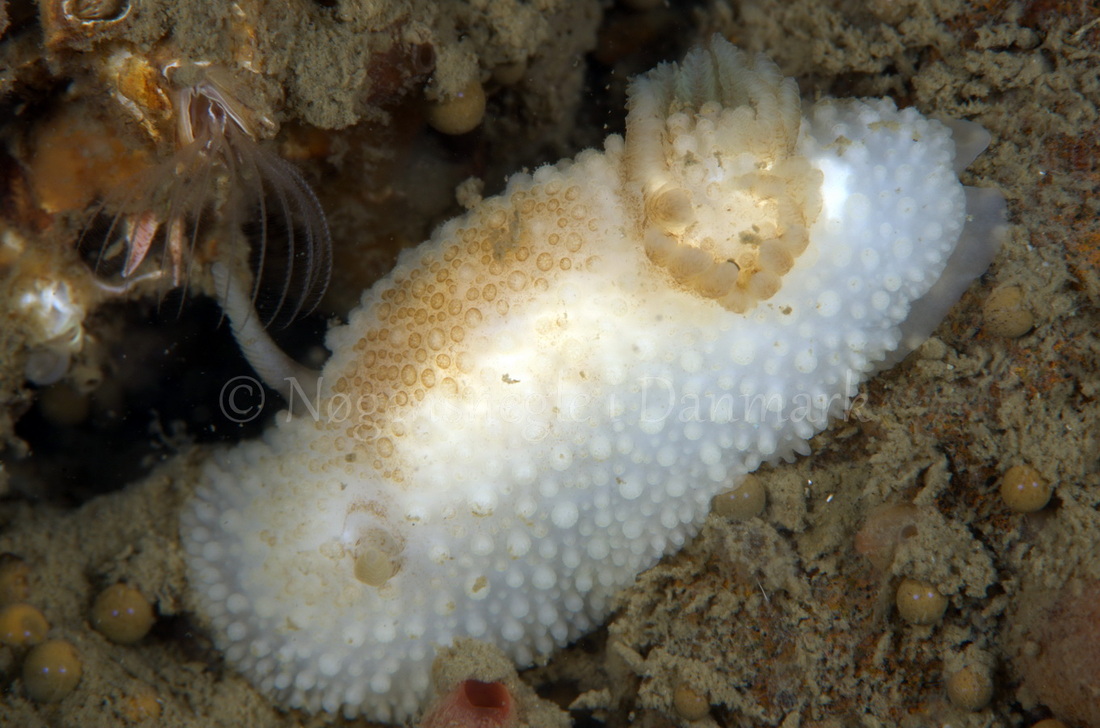 Foto: Jørn Ari ....... Onchidoris bilamellata - www.nudibranchia.dk - Nøgensnegle i Danmark
