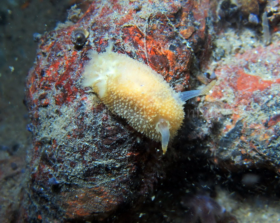 Foto: Claus Neupart ....... Acanthodoris pilosa - www.nudibranchia.dk - Nøgensnegle i Danmark