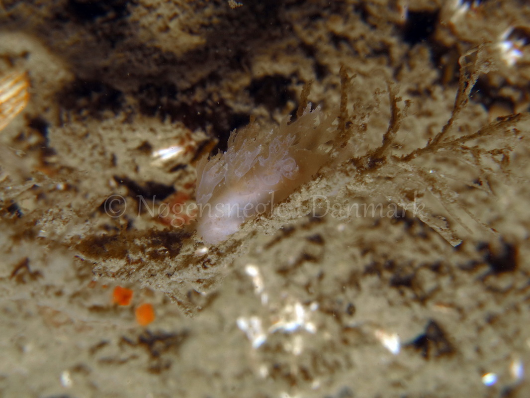 Foto: Tina Malmgren ....... Dendronotus frondosus -- www.nudibranchia.dk