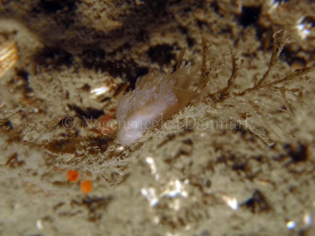Foto: Tina Malmgren ....... Dendronotus frondosus -- www.nudibranchia.dk