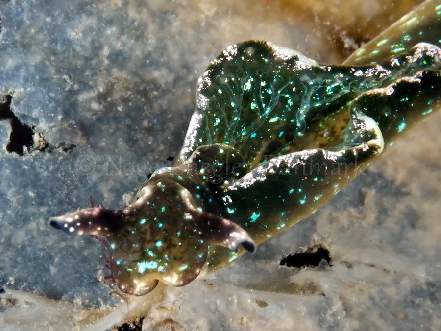 Foto: Jørn Ari ....Elysia viridis -www.nudibranchia.dk - Nøgensnegle i Danmark