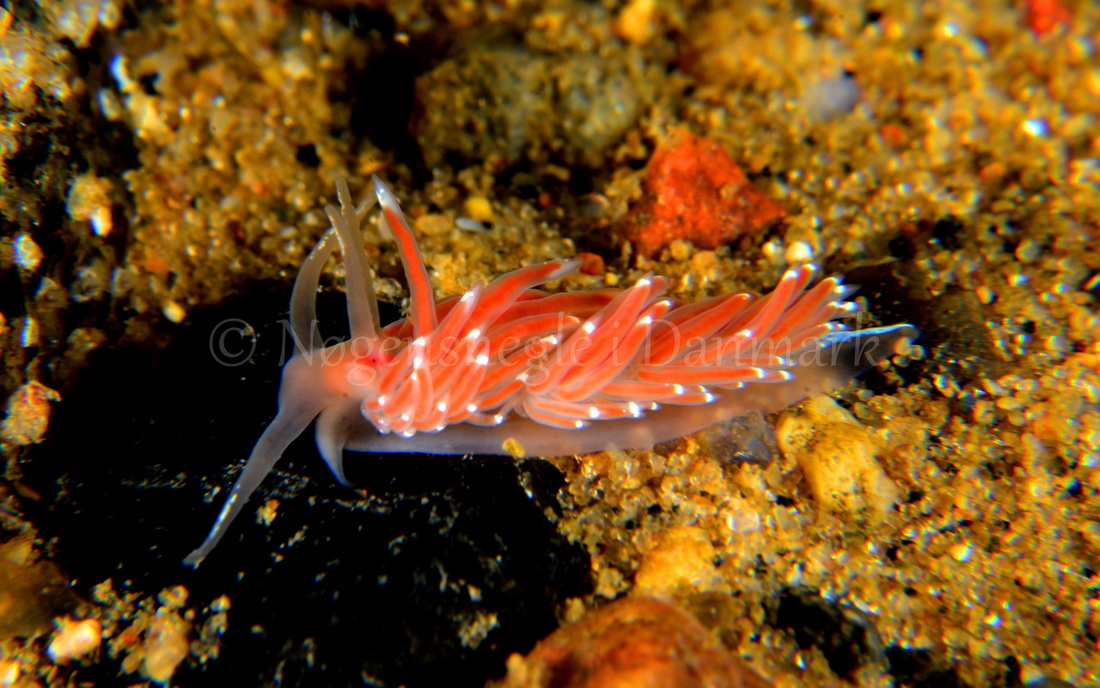 Foto: Henrik Obsen ....... Facelina bostoniensis - www.nudibranchia.dk - Nøgensnegle i Danmark