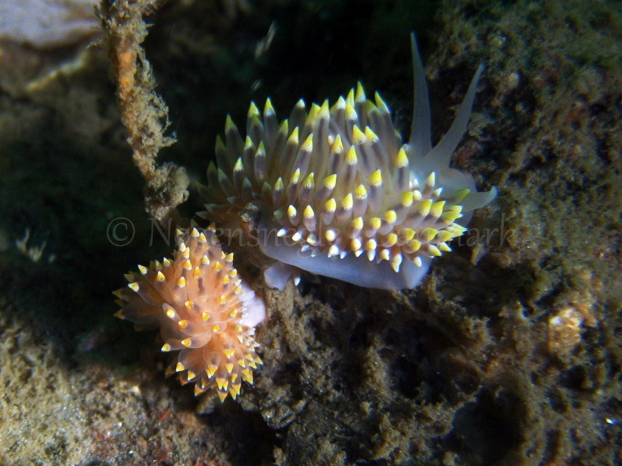 Foto: Claus Neupart ...... Eubranchus tricolore - www.nudibranchia.dk - Nøgensnegle i Danmark