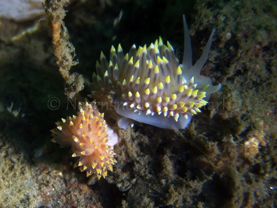 Foto: Claus Neupart ...... Eubranchus tricolore - www.nudibranchia.dk - Nøgensnegle i Danmark