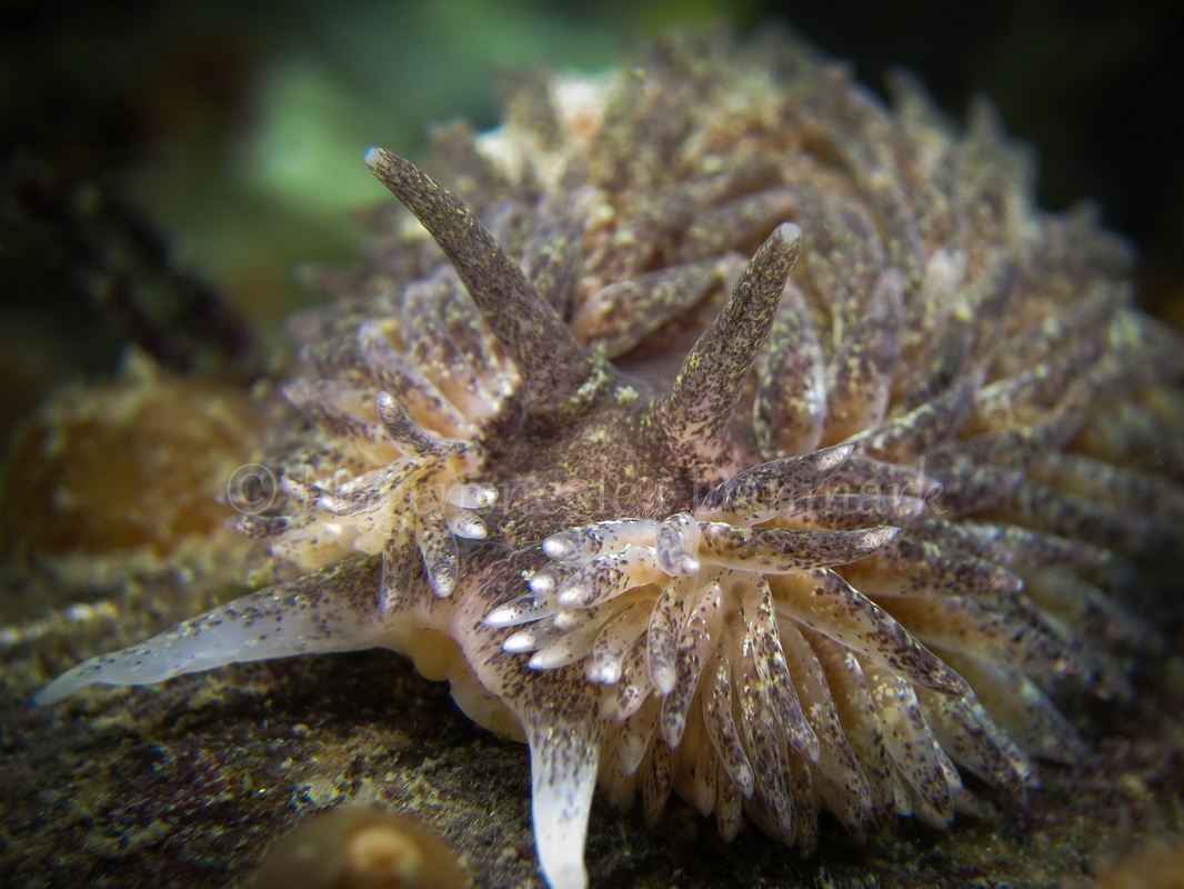 Foto: Claus Neupart ....... Aeolidia papillosa -- www.nudibranchia.dk