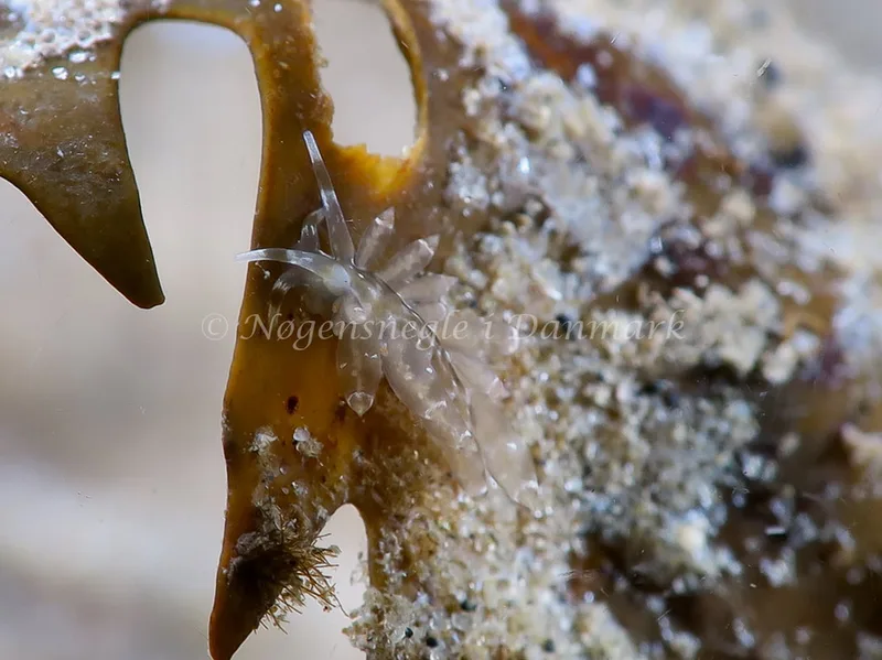 Amphorina viriola - Lyngsbo Strand - Foto: HP Ølgaard