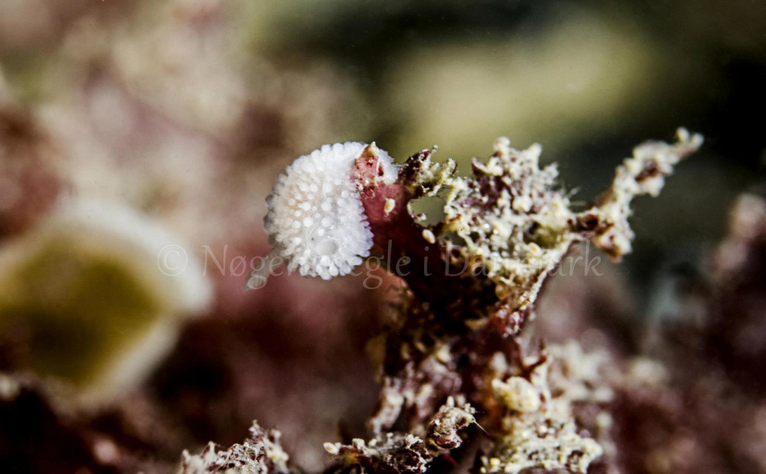 Foto: Henrik Obsen ....... Adalaria proxima - www.nudibranchia.dk - Nøgensnegle i Danmark