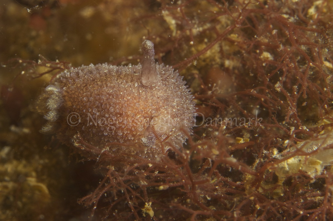 Foto: Henrik Adelborg....... Acanthodoris pilosa -- www.nudibranchia.dk --
