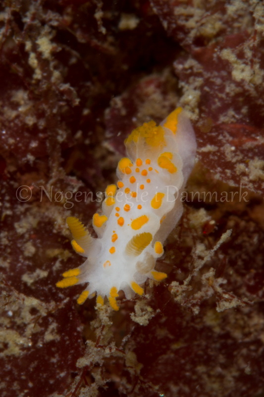 Foto: Poul Erik Rasmussen ....... Limacia clavigera -- www.nudibranchia.dk