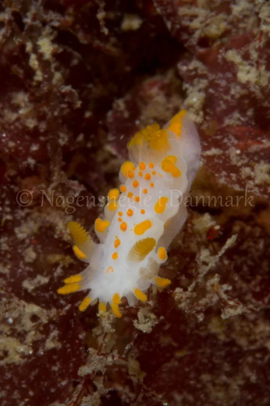 Foto: Poul Erik Rasmussen ....... Limacia clavigera -- www.nudibranchia.dk