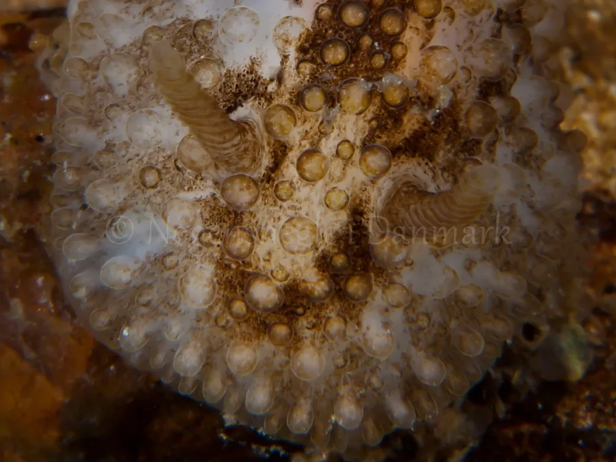 Foto: Jørn Ari ....... Onchidoris bilamellata - www.nudibranchia.dk - Nøgensnegle i Danmark