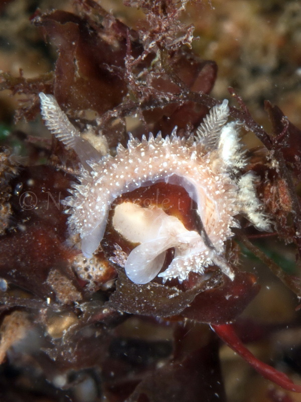 Foto: Jørn Ari ....... Acanthodoris pilosa - www.nudibranchia.dk - Nøgensnegle i Danmark