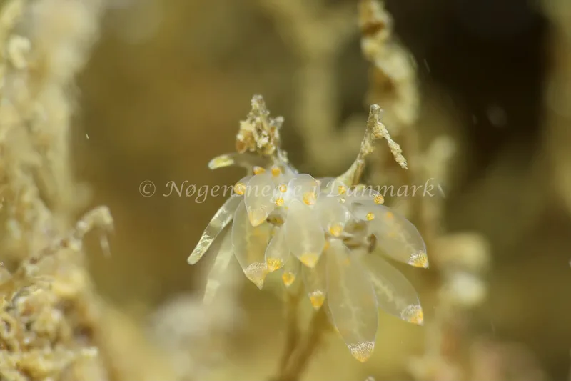 Amphorina viriola - Lyngsbo Strand - Foto: AnneKatrine Frederiksen