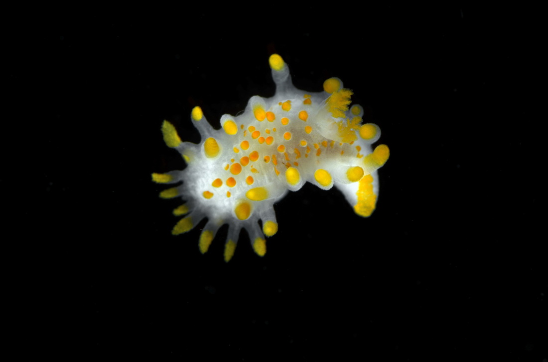 Billede af nøgensneglen Limacia clavigera