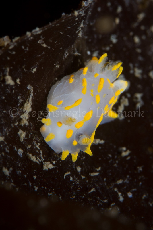 Foto: Poul Erik Rasmussen ....... Polycera quadrilineata -- www.nudibranchia.dk