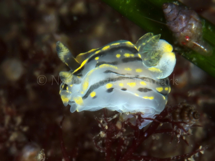 Foto: Jørn Ari ....... Polycera quadrilineata - www.nudibranchia.dk - Nøgensnegle i Danmark