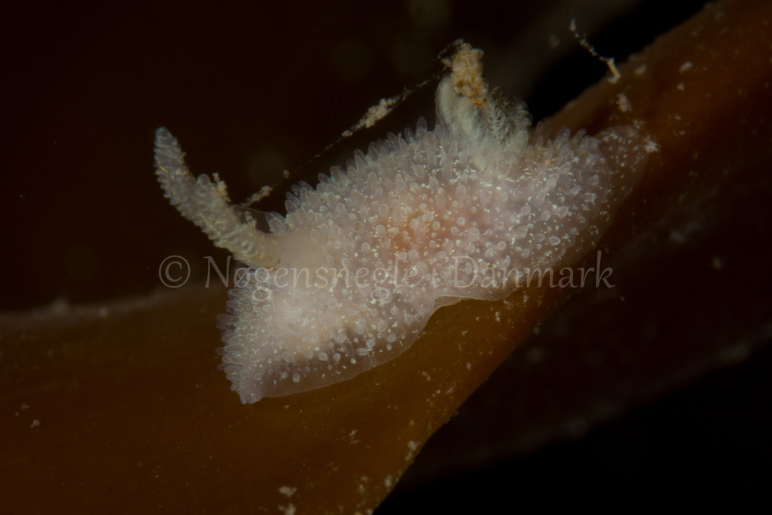 Foto: Poul Erik Rasmussen ....... Acanthodoris pilosa-- www.nudibranchia.dk