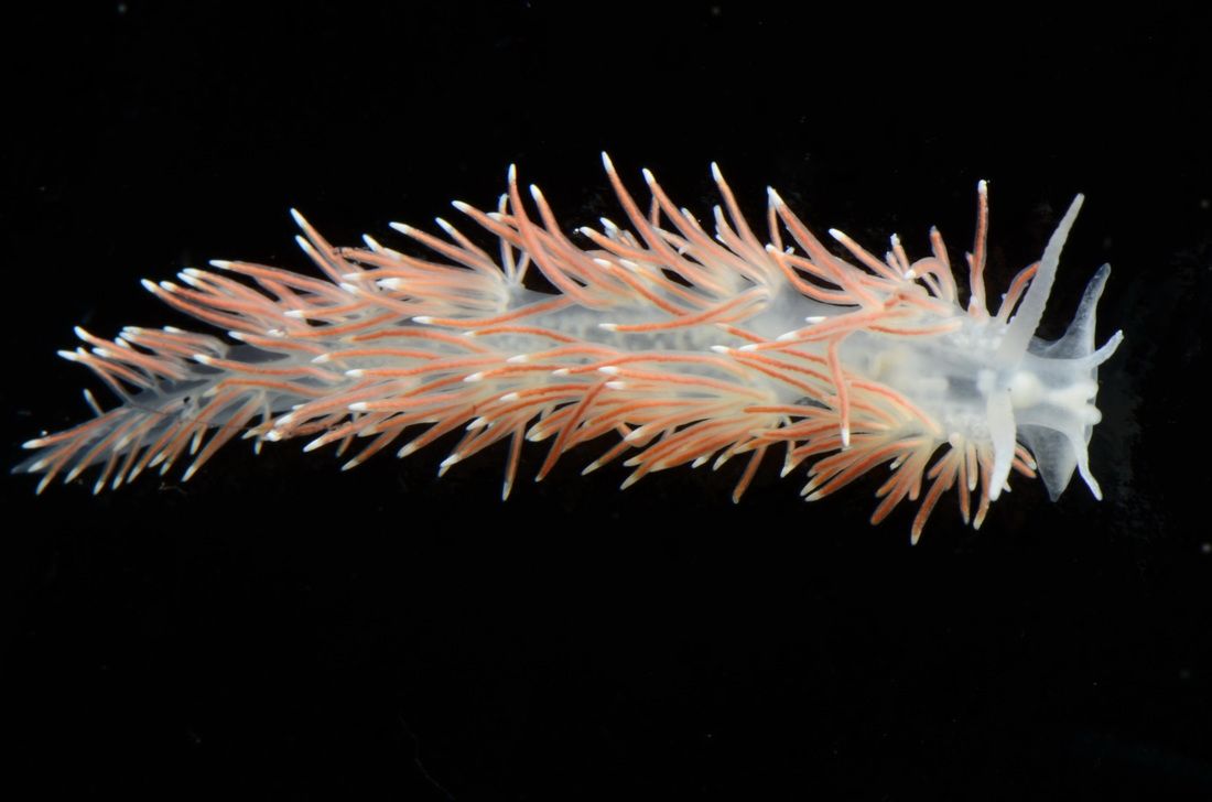 Billede af nøgensneglen Carronella pellucida