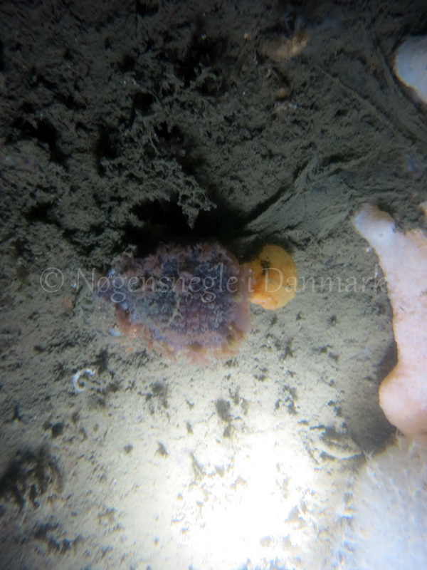 Foto: Emil Vesterager ....... Tritonia hombergi -- www.nudibranchia.dk