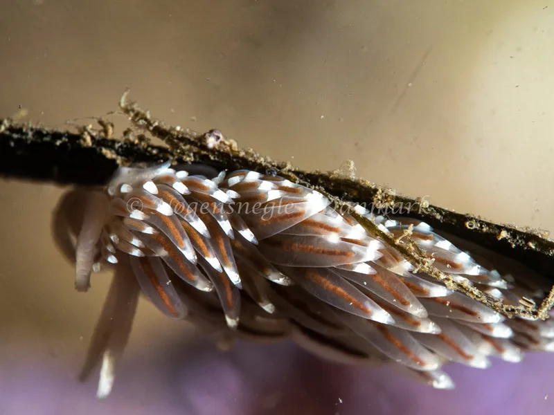 Facelina cf bostoniensis - Ammoniakhavnen - Foto: Michael Christensen