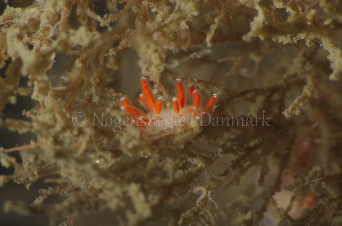 Foto: Jørn Ari ....... Flabellina gracilis -- www.nudibranchia.dk