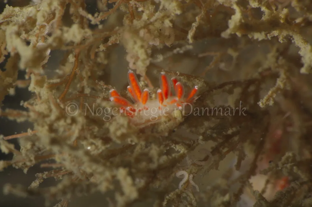 Foto: Jørn Ari ....... Flabellina gracilis -- www.nudibranchia.dk