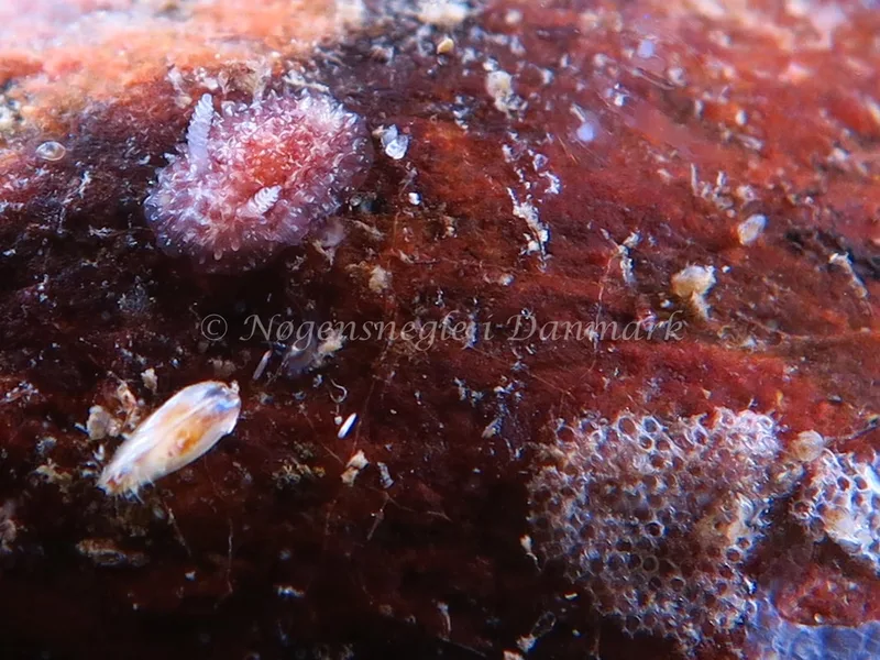 Acanthodoris pilosa - Søbadet Stenrev - Foto: HP Ølgaard