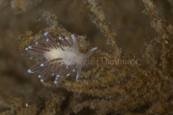 Foto: Poul Erik Rasmussen ....... Cuthona concinna-- www.nudibranchia.dk