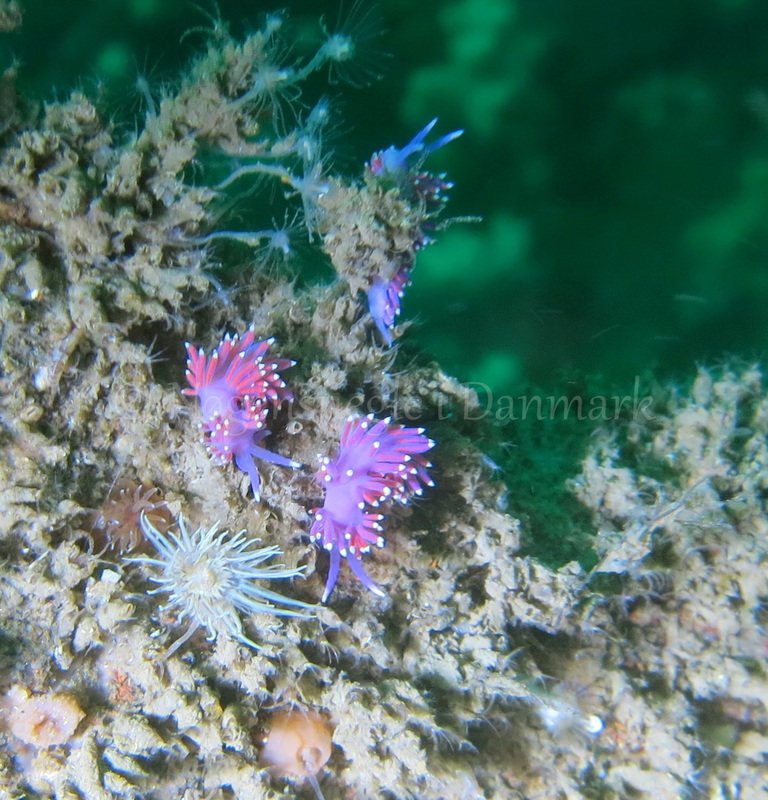 Foto: Emil Vesterager ....... Flabellina pedata --- www.nudibranchia.dk