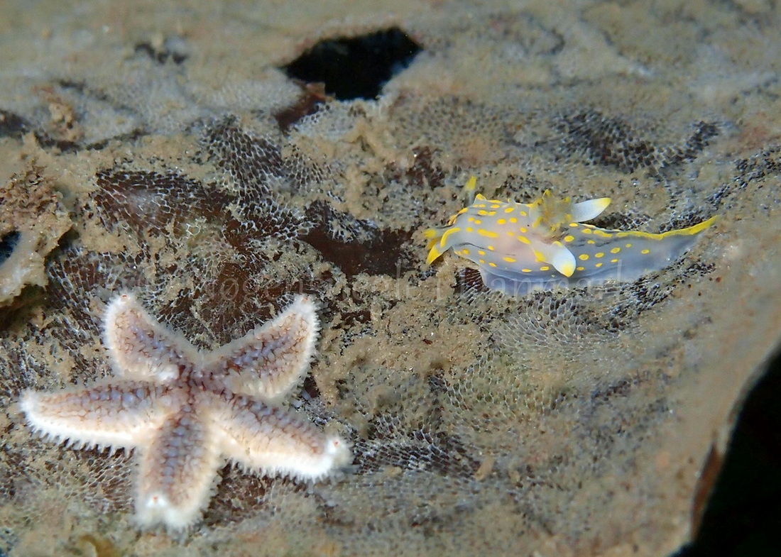 Foto: Thomas Blume ....... Polycera quadrilineata - www.nudibranchia.dk - Nøgensnegle i Danmark