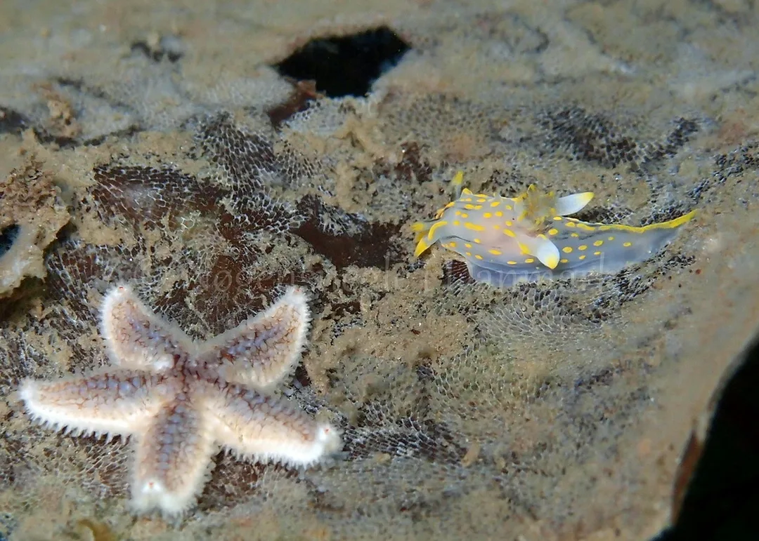 Foto: Thomas Blume ....... Polycera quadrilineata - www.nudibranchia.dk - Nøgensnegle i Danmark