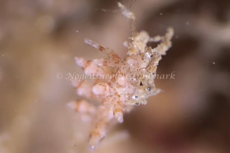 Eubranchus exiguus - Lyngsbo Strand - Foto: AnneKatrine Frederiksen