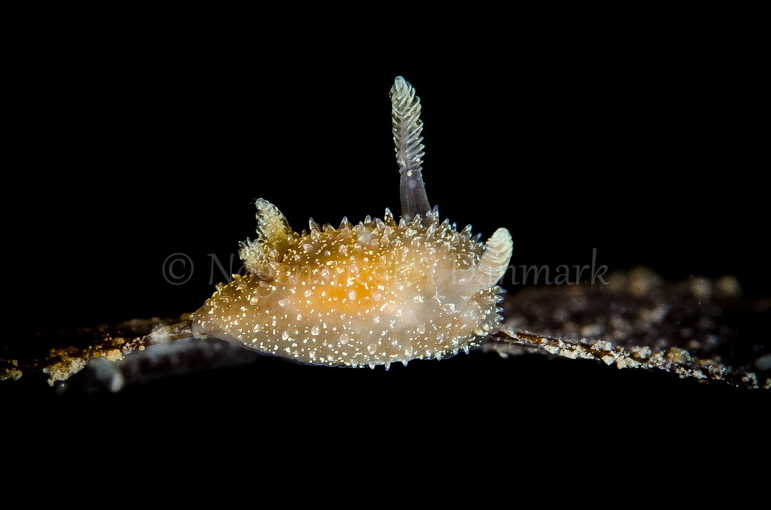 Foto: Henrik Gram ....... Acanthodoris pilosa -- www.nudibranchia.dk