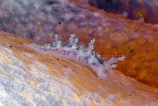 Foto: Poul Erik Rasmussen ....... Tritonia plebeia -- www.nudibranchia.dk