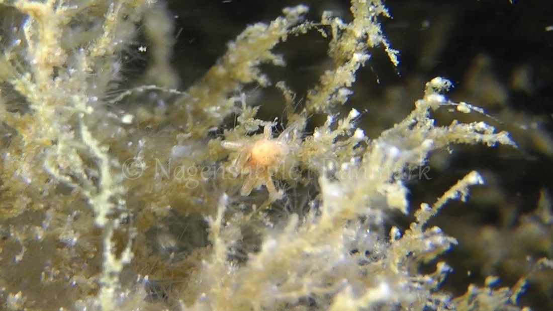 Foto: Thomas Blume ....... Eubranchus sp -- www.nudibranchia.dk