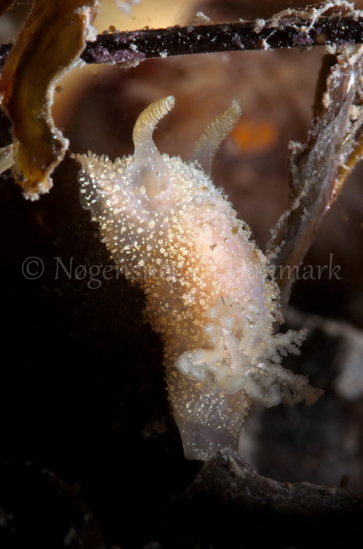 Foto: Jørn Ari ....... Acanthodoris pilosa -- www.nudibranchia.dk