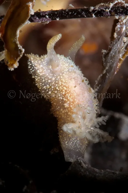 Foto: Jørn Ari ....... Acanthodoris pilosa -- www.nudibranchia.dk
