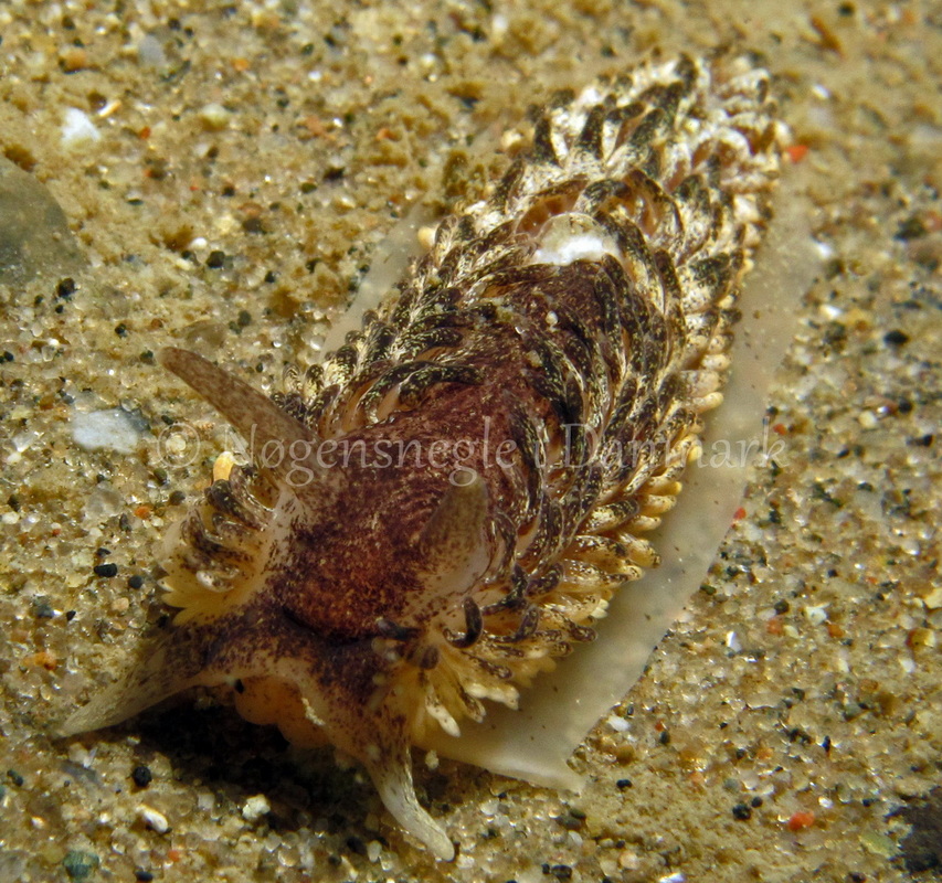 Foto: Kim Nygaard  --- Aeolidia papillosa ---  www.nudibranchia.dk