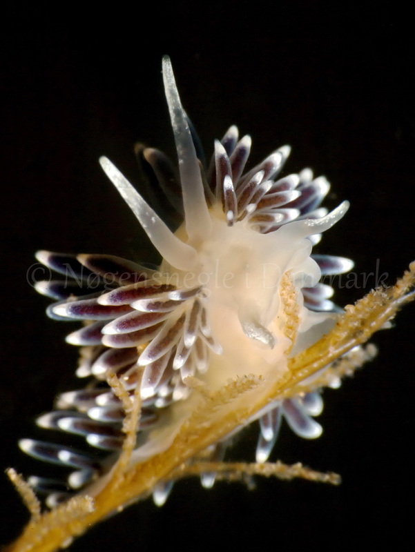 Foto: Jørn Ari ....... Cuthona concinna - www.nudibranchia.dk - Nøgensnegle i Danmark