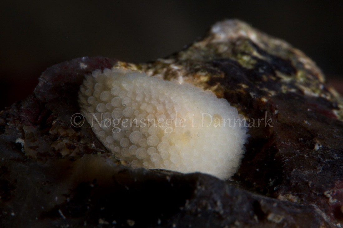 Foto: Poul Erik Rasmussen ....... Onchidoris muricata -- www.nudibranchia.dk