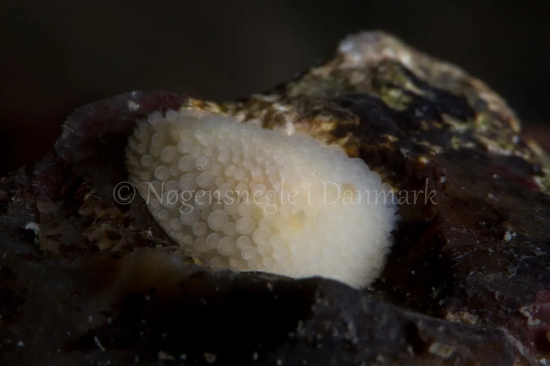 Foto: Poul Erik Rasmussen ....... Onchidoris muricata -- www.nudibranchia.dk