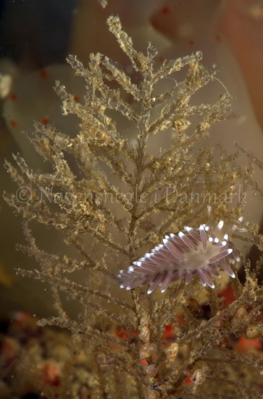 Foto: Jørn Ari....... Cuthona concinna-- www.nudibranchia.dk