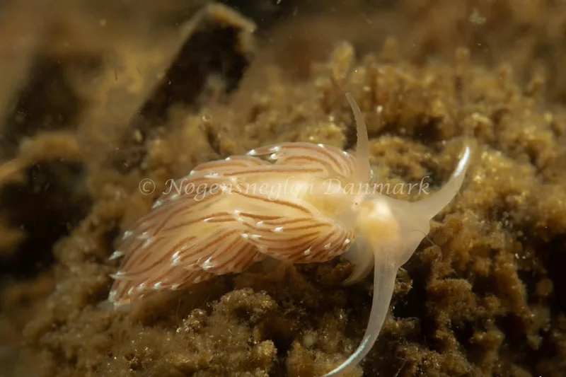 Facelina bostoniensis - Kollund Lillestrand - Foto: Steen Absalon