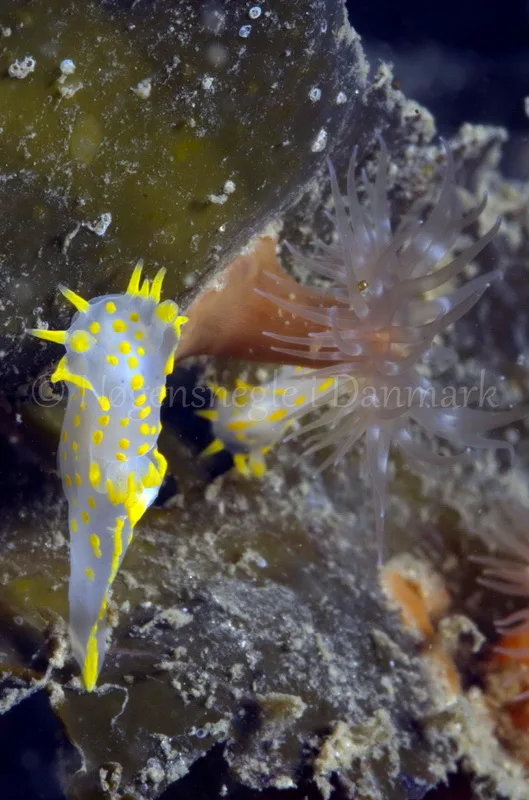 Foto: Jørn Ari....... Polycera quadrilineata -- www.nudibranchia.dk