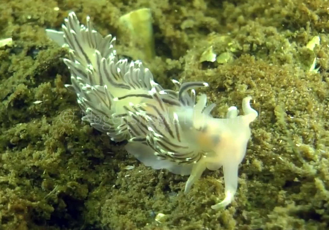 Foto: Thomas Blume ....... Flabellina verrucosa - www.nudibranchia.dk - Nøgensnegle i Danmark
