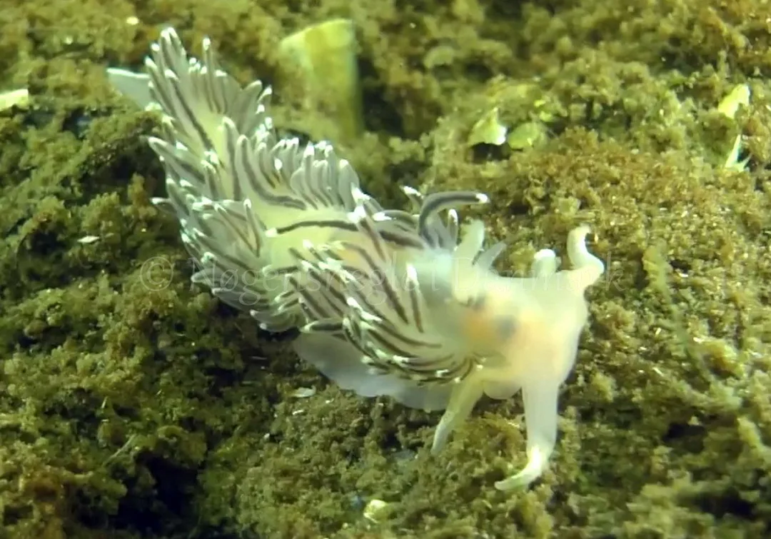 Foto: Thomas Blume ....... Flabellina verrucosa - www.nudibranchia.dk - Nøgensnegle i Danmark